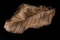 Dry walnut tree leaves. A dried leaf of a tree growing in a home garden Royalty Free Stock Photo