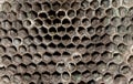 Dry wasp hive close up. Wasp hive background Royalty Free Stock Photo