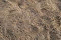 Dry wavelike grass texture Royalty Free Stock Photo