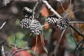 Pitch Pine Cones Royalty Free Stock Photo