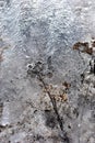 Dry weathered flower twigs on melting white snow background, close up detail