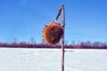 Dry weathered sunflowers stem with dry flower on field covered with white snow, bright blue sky, trees line Royalty Free Stock Photo