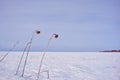 Dry weathered sunflowers stems with dry flowers on field covered with  white snow, cloudy sky, trees line Royalty Free Stock Photo