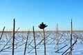 Dry weathered sunflowers stems and one whole flower on field covered with white snow, blue sky Royalty Free Stock Photo