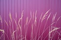 Dry weed on the background of a red and purple wall Royalty Free Stock Photo