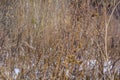 Dry weeds, burdock, thistles in winter forest on snow. Natural landscape background