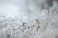 Dry weeds in hoarfrost closeup in winter Royalty Free Stock Photo