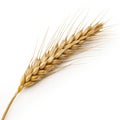 Dry wheat ear grain Royalty Free Stock Photo