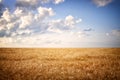 dry wheat straw field and blue sky horizon line. Royalty Free Stock Photo