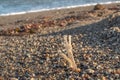 Dry, White Carrageen Moss on the Sea Shore