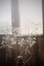 Dry white flowers on window Royalty Free Stock Photo