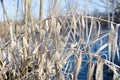 Dry grass on blue background of river in winter Royalty Free Stock Photo