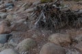 dry white gray twisting tangled roots of old dead tree on backdrop of sand earth with stones