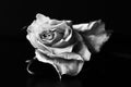 Dry white rose on a black background. Black and white Royalty Free Stock Photo