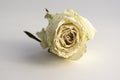 Dry white rose flower isolated on white background, single object on white paper, beautiful white beige petals Royalty Free Stock Photo