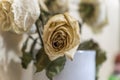 Dry white roses in white glass vase Royalty Free Stock Photo