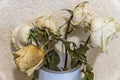 Dry white roses in white glass vase Royalty Free Stock Photo