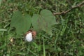 A dry white seed capsule of tree cotton plant with the two leaves Royalty Free Stock Photo