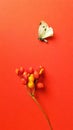 Dry white spotted butterfly and hawthorn berries on the red table Royalty Free Stock Photo