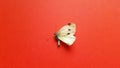 Dry white spotted butterfly on the red table Royalty Free Stock Photo