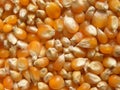 Dry whole raw Pop corn kernels Royalty Free Stock Photo