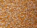 Dry whole raw Popcorn kernels Royalty Free Stock Photo