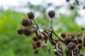 Dry wild burdock flowers Royalty Free Stock Photo