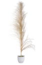 Dry wild cane flower is commonly known as Kans grass in the vase Royalty Free Stock Photo