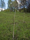 Dry wild dill in the meadow in spring Royalty Free Stock Photo