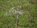 Dry wild dill in the meadow in spring Royalty Free Stock Photo