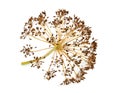 Dry wild fennel, dill flower isolated