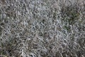 Dry wild grass close-up. Organic beautiful background with dried plants