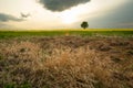 Dry and wild grasses in front of a rape field and a lonely tree Royalty Free Stock Photo