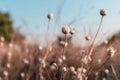 Dry wild onion grass with seeds in orange field Royalty Free Stock Photo