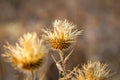 Dry wild plants on meadow Royalty Free Stock Photo