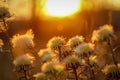 Dry wild plants on meadow Royalty Free Stock Photo