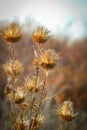 Dry wild plants on meadow Royalty Free Stock Photo