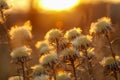 Dry wild plants on meadow Royalty Free Stock Photo