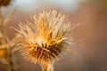 Dry wild plants on meadow Royalty Free Stock Photo