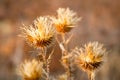 Dry wild plants on meadow Royalty Free Stock Photo