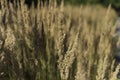 Dry and wild spikelet of outdoor grass Royalty Free Stock Photo