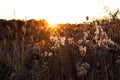 Dry wildflower and wild grass backlit by soft golden hour sunlight Royalty Free Stock Photo