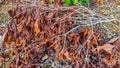 Dry and wilted leaves of a pruned tree