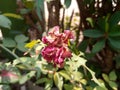 Dry and wilted roses in the dry season