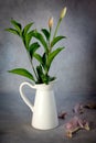 Dry wilted tulip flowers and green plants on a white vase and leaves on a grey vintage background. Royalty Free Stock Photo