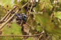 Dry wine grape clusters after harvest against a background of autumn foliage Royalty Free Stock Photo