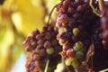 Dry Wine Grapes In Vineyard Royalty Free Stock Photo