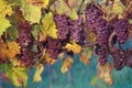 Dry Wine Grapes In Vineyard Royalty Free Stock Photo