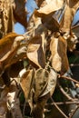 Dry winter leaves up close and full frame Royalty Free Stock Photo