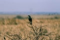 The dry winter season is evident in this starling photo